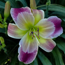 White Eyes Purple Dragon Daylily