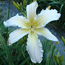 White Magician Daylily 