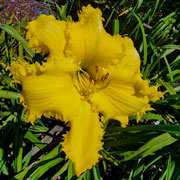 Whizzer Daylily