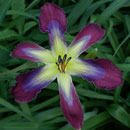 Wild Smurf Daylily