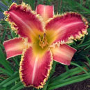 Wolverine Daylily