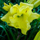 Yellow Cupcakes Daylily