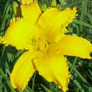 Yellow Dynamo Daylily 