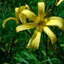 Yellow Hornet Daylily