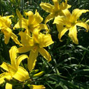 Yellow Titan Daylily