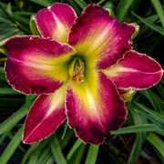 Yummy Delight Daylily