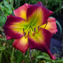 Zombieland Daylily
