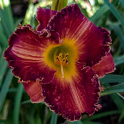 streaky Daylily